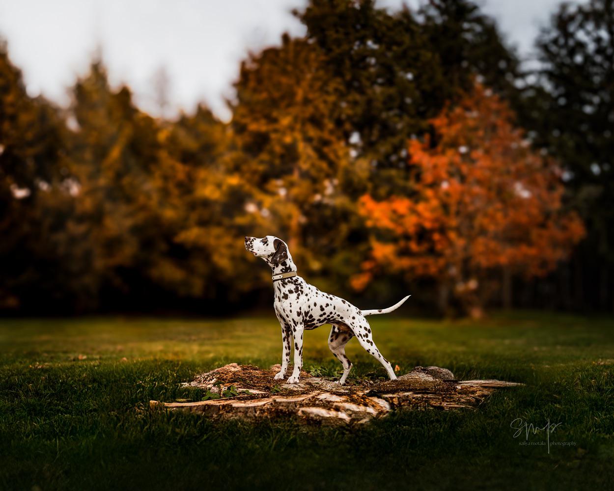 Tailored Programs with Black Spot K9